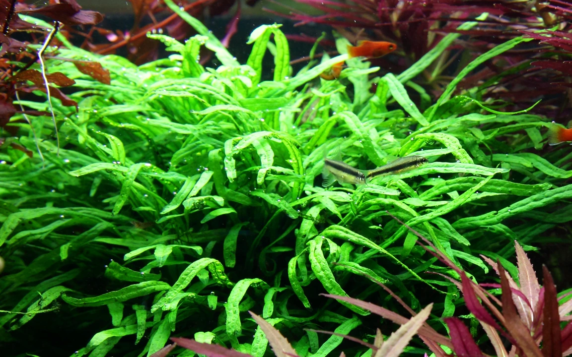 Tropica Akvarieplante i potte Microsorum pteropus Trident